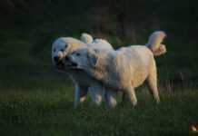 Psie seminarium w Gdyni „Lęk, reaktywność, kontrola i wynikająca z nich agresja” 27867250 1138619189607560 6290482892307752679 n1 e1521013835953