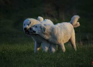 Psie seminarium w Gdyni „Lęk, reaktywność, kontrola i wynikająca z nich agresja” 27867250 1138619189607560 6290482892307752679 n1 e1521013835953