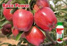 Biostymulator – dla naturalnego wzmocnienia roślinne biostymulator 1