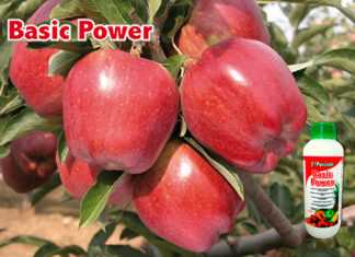 Biostymulator – dla naturalnego wzmocnienia roślinne biostymulator 1