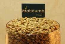 Jak powstaje piwo? Proces warzenia Malteurop Polska słody jasne pilzneński Sklep internetowy