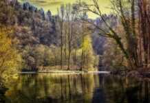 Światło dla Pokoju – dołącz do akcji! forest 3194475 1920