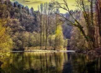 Światło dla Pokoju – dołącz do akcji! forest 3194475 1920