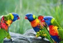 Egzotyczne zwierzęta na Kaszubach? Poznaj tutejszy Park Edukacyjny i zapewnij rozrywkę całej rodzinie! kaszuby Zoo Egzotyczne Kaszuby atrakcje