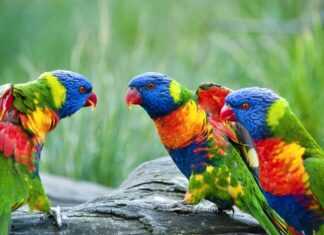 Egzotyczne zwierzęta na Kaszubach? Poznaj tutejszy Park Edukacyjny i zapewnij rozrywkę całej rodzinie! kaszuby Zoo Egzotyczne Kaszuby atrakcje