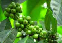 Szukasz skutecznych suplementów diety, które pomogą Ci schudnąć? Odwiedź stronę Misja Odchudzanie!